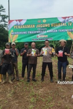 Penanaman Jagung Hibrida Syngenta NK 7328 Kuartal IV di Kampung Cidingin Polsek Rangkasbitung Polres Lebak Dukung Ketapang