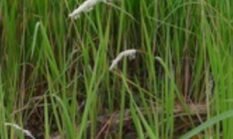 Tumbuhan ilalang merupakan salah satu kekayaan obat tradisional Indonesia