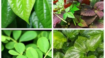 Kaya vitamin C, efektif meningkatkan imunitas, mencegah infeksi, dan antioksidan.