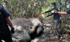 pemeriksaan terhadap 33 orang saksi dalam kasus gajah mati ditemukan tanpa kepala di Konsesi PT RAPP Estate Ukui, Pelalawan
