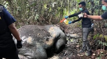 pemeriksaan terhadap 33 orang saksi dalam kasus gajah mati ditemukan tanpa kepala di Konsesi PT RAPP Estate Ukui, Pelalawan