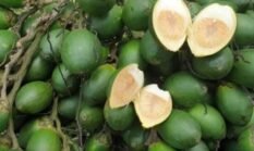 Konsumsi pinang muda dalam jumlah berlebihan dapat menyebabkan iritasi lambung, pusing, mual, dan efek kompleks pada jantung karena kandungan arekolin