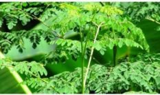 13 Manfaat Daun Kelor untuk Kesehatan, Ajaib dan Bikin Tercengan