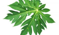 Daun pepaya kaya akan enzim papain, antioksidan (flavonoid, vitamin A, C, E), dan mineral yang bermanfaat untuk meningkatkan