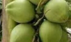 tampuk merah kelapa wulung dipercaya memiliki khasiat obat yang lebih kuat dibandingkan kelapa hijau