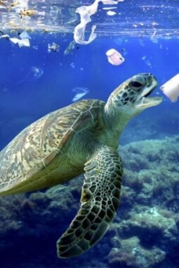 DI BALIK OMBAK BIRU: MIKROPLASTIK MENYERBU LAUT NUSANTARA DAN MENGANCAM KEHIDUPAN BAWAH AIR