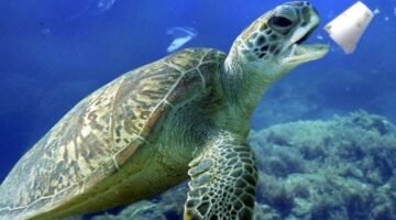 DI BALIK OMBAK BIRU: MIKROPLASTIK MENYERBU LAUT NUSANTARA DAN MENGANCAM KEHIDUPAN BAWAH AIR