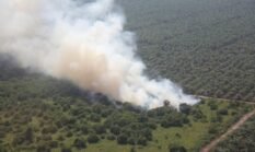 “Karhutla Gambut Riau Tak Sekadar Asap, Habitat Satwa Kian Terancam”