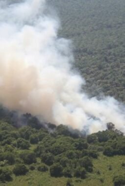 “Karhutla Gambut Riau Tak Sekadar Asap, Habitat Satwa Kian Terancam”