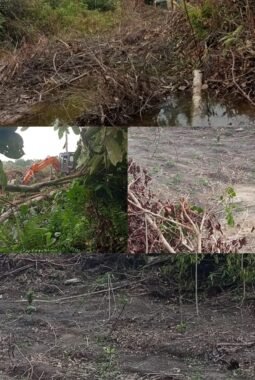 PERAMBAHAN HUTAN DI LADANG PANJANG TERUS BERLANGSUNG, KAWASAN HP DIDUGA DIALIHFUNGSIKAN MENJADI PERKEBUNAN SAWIT