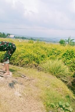 Babinsa Pekalipan Turun ke Sawah, Dukung Ketahanan Pangan Nasional