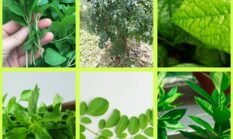 Kekayaan Obat Herbal: Manfaat Luar Biasa dari Berbagai Jenis Daun