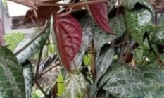 KHASIAT LUAR BIASA DAUN SIRIH MERAH: TUMBUHAN LIAR YANG BANYAK MANFAAT UNTUK KESEHATAN
