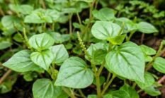 DAUN SIRIH CINA: TANAMAN HERBAL SERBAGUNA YANG KAYA MANFAAT