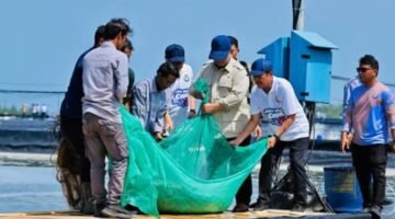Presiden Prabowo Panen Raya Udang di BUBK Kebumen, Perkuat Budi Daya Modern dan Ketahanan Pangan Nasional